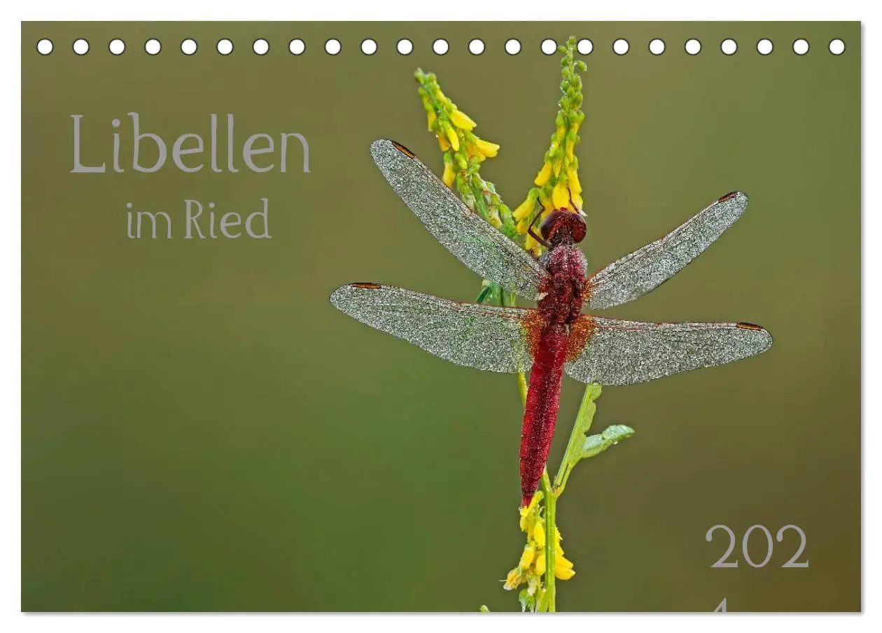 Cover: 9783516008456 | Libellen im Ried (Tischkalender 2026 DIN A5 quer), CALVENDO...