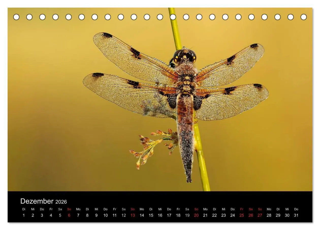 Bild: 9783516008456 | Libellen im Ried (Tischkalender 2026 DIN A5 quer), CALVENDO...