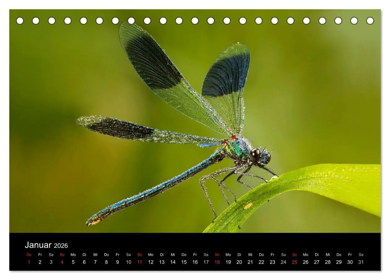 Bild: 9783516008456 | Libellen im Ried (Tischkalender 2026 DIN A5 quer), CALVENDO...