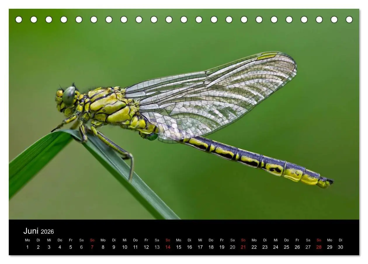 Bild: 9783516008456 | Libellen im Ried (Tischkalender 2026 DIN A5 quer), CALVENDO...