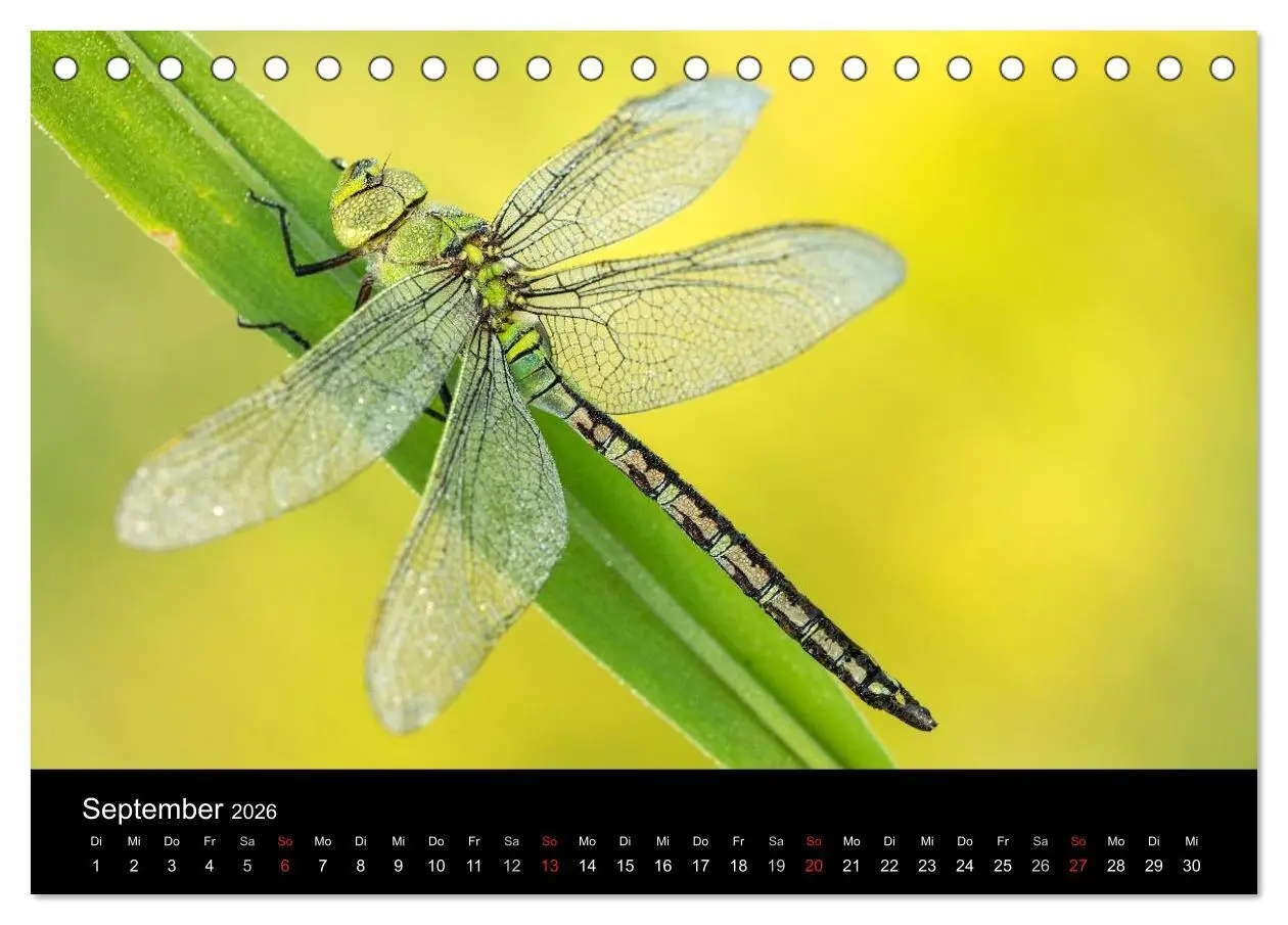 Bild: 9783516008456 | Libellen im Ried (Tischkalender 2026 DIN A5 quer), CALVENDO...