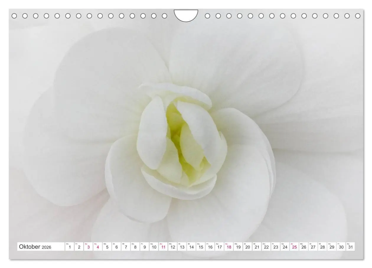 Bild: 9783457908556 | Traumblüten in Weiß (Wandkalender 2026 DIN A4 quer), CALVENDO...