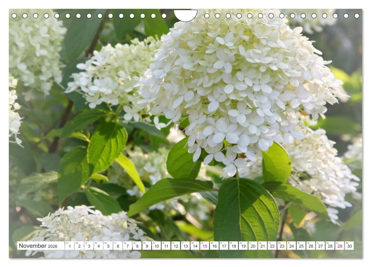 Bild: 9783457908556 | Traumblüten in Weiß (Wandkalender 2026 DIN A4 quer), CALVENDO...