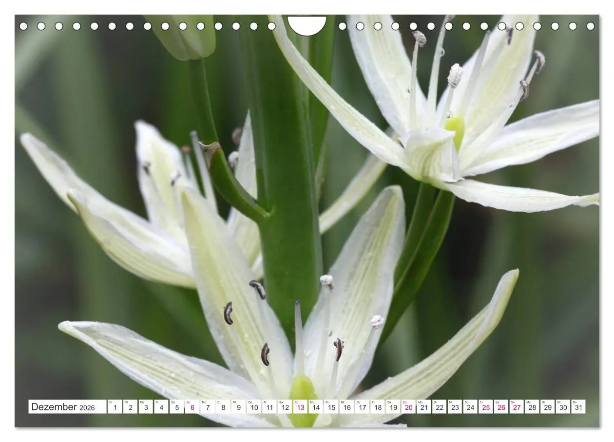 Bild: 9783457908556 | Traumblüten in Weiß (Wandkalender 2026 DIN A4 quer), CALVENDO...