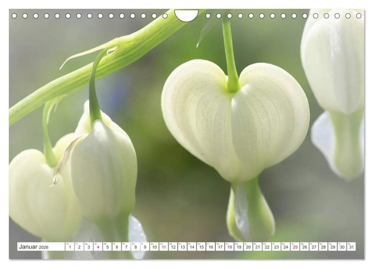 Bild: 9783457908556 | Traumblüten in Weiß (Wandkalender 2026 DIN A4 quer), CALVENDO...