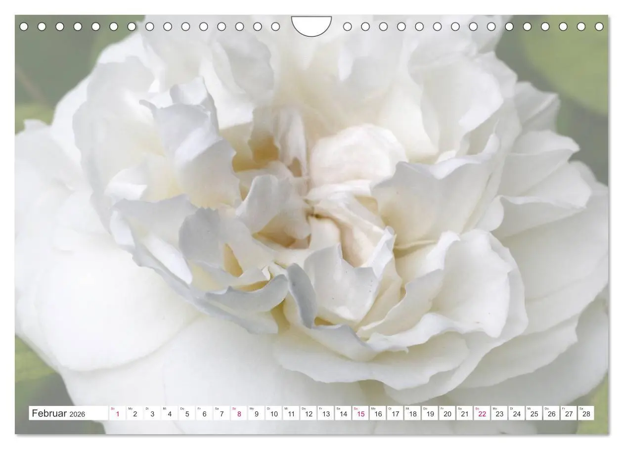Bild: 9783457908556 | Traumblüten in Weiß (Wandkalender 2026 DIN A4 quer), CALVENDO...