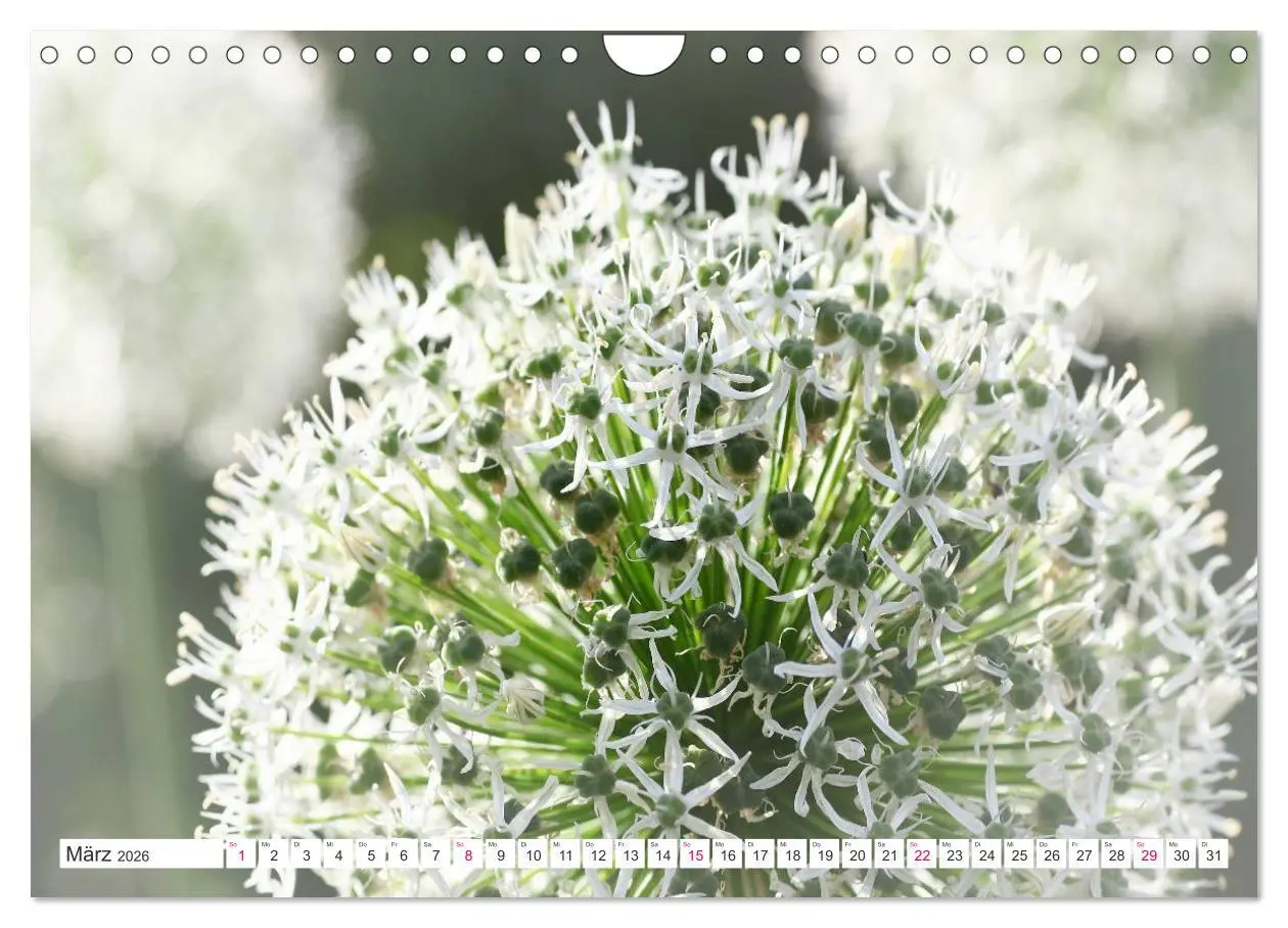 Bild: 9783457908556 | Traumblüten in Weiß (Wandkalender 2026 DIN A4 quer), CALVENDO...