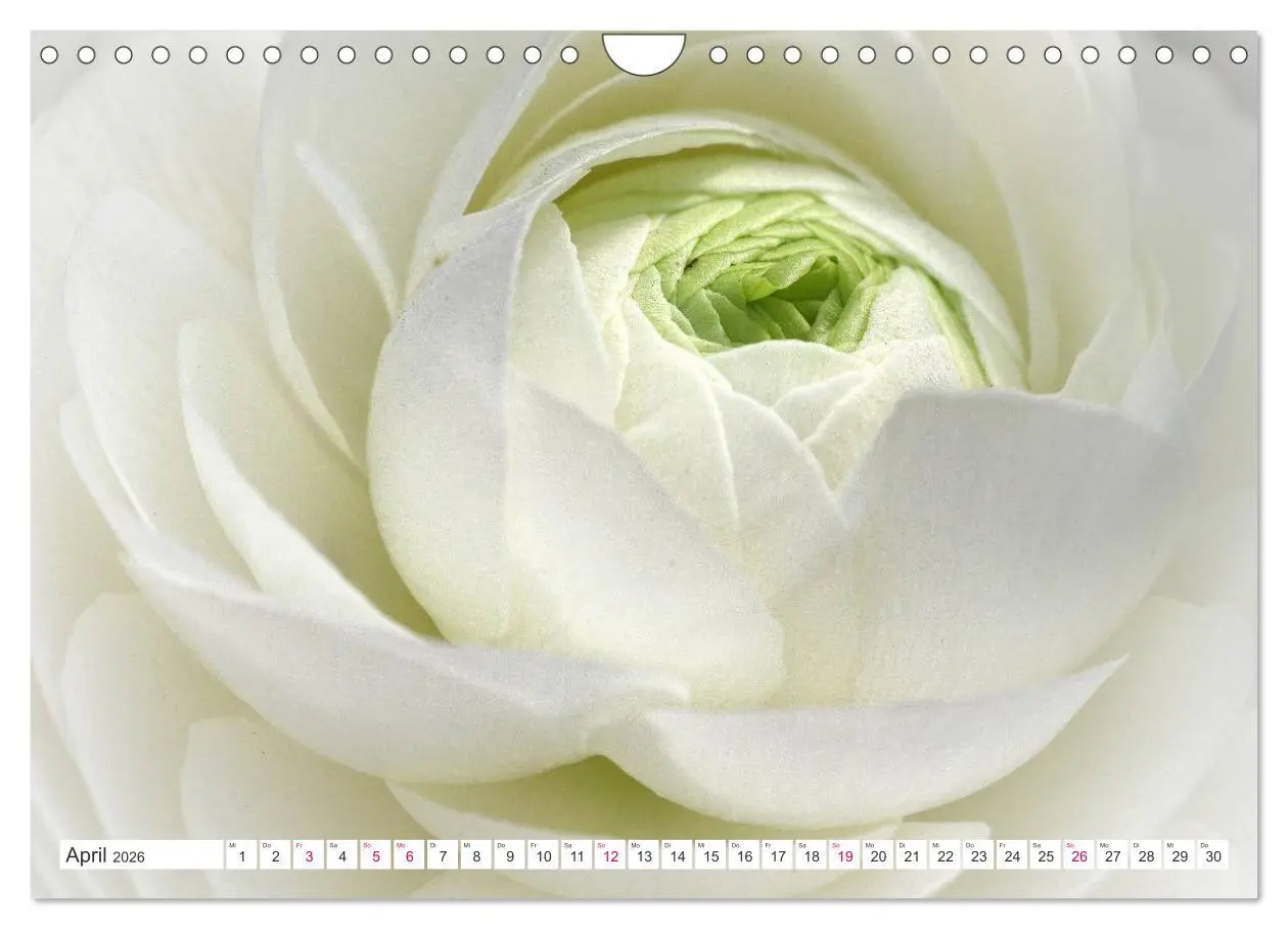 Bild: 9783457908556 | Traumblüten in Weiß (Wandkalender 2026 DIN A4 quer), CALVENDO...