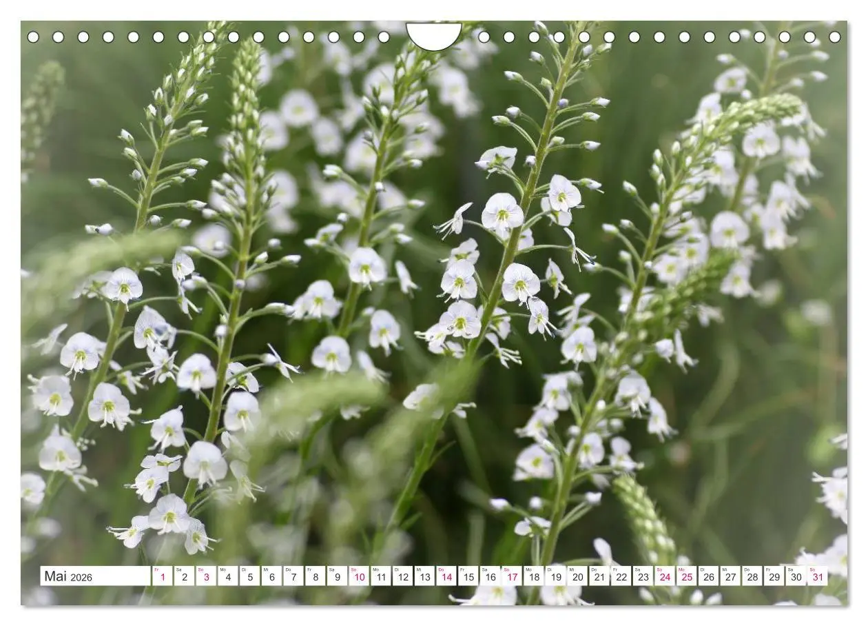 Bild: 9783457908556 | Traumblüten in Weiß (Wandkalender 2026 DIN A4 quer), CALVENDO...