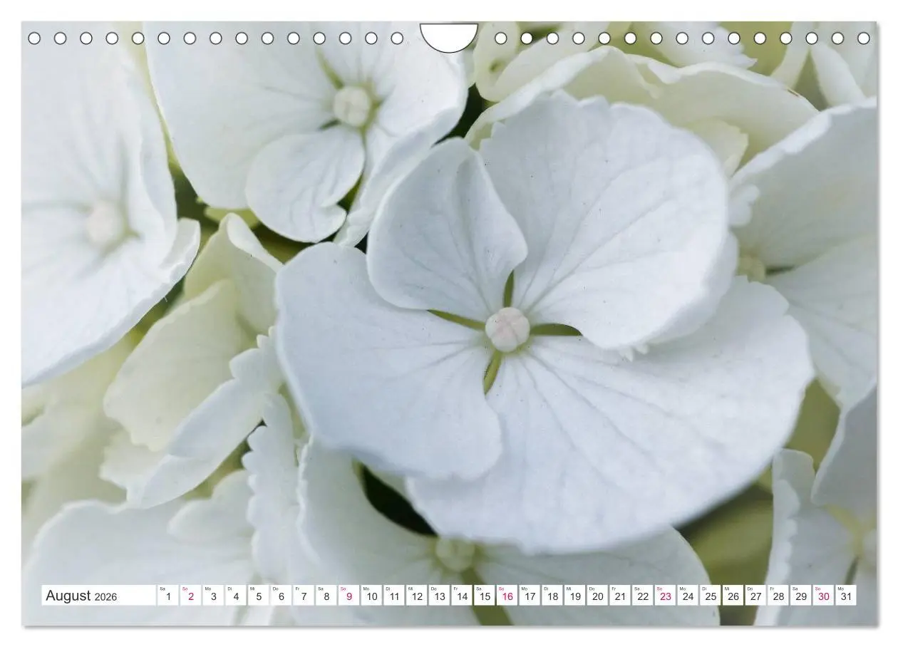 Bild: 9783457908556 | Traumblüten in Weiß (Wandkalender 2026 DIN A4 quer), CALVENDO...