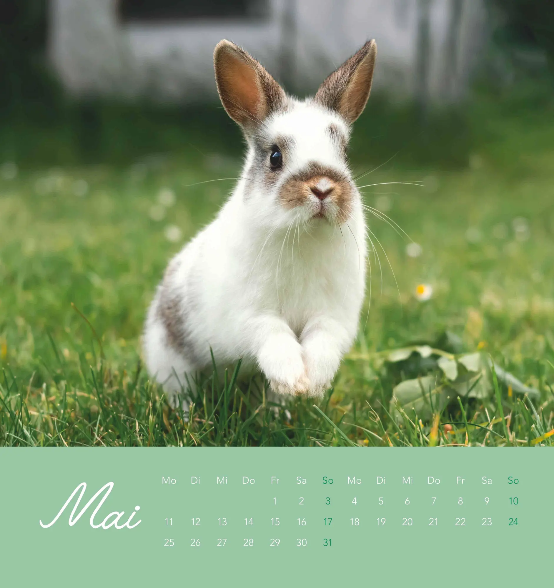 Bild: 4069095008656 | Süße Kaninchen 2026 - Postkartenkalender 16x17 cm | Kalender | 26 S.
