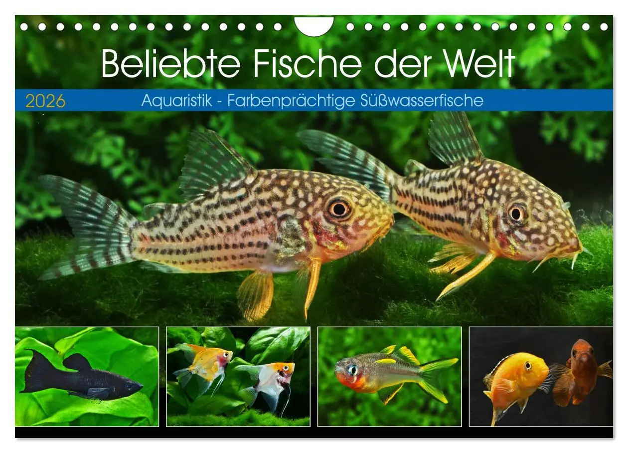 Cover: 9783457378656 | Beliebte Fische der Welt (Wandkalender 2026 DIN A4 quer), CALVENDO...