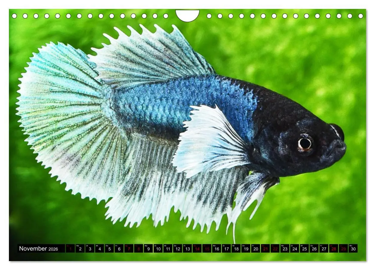 Bild: 9783457378656 | Beliebte Fische der Welt (Wandkalender 2026 DIN A4 quer), CALVENDO...