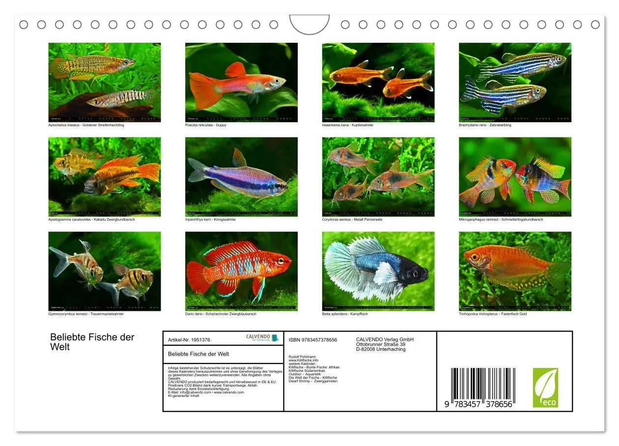 Bild: 9783457378656 | Beliebte Fische der Welt (Wandkalender 2026 DIN A4 quer), CALVENDO...