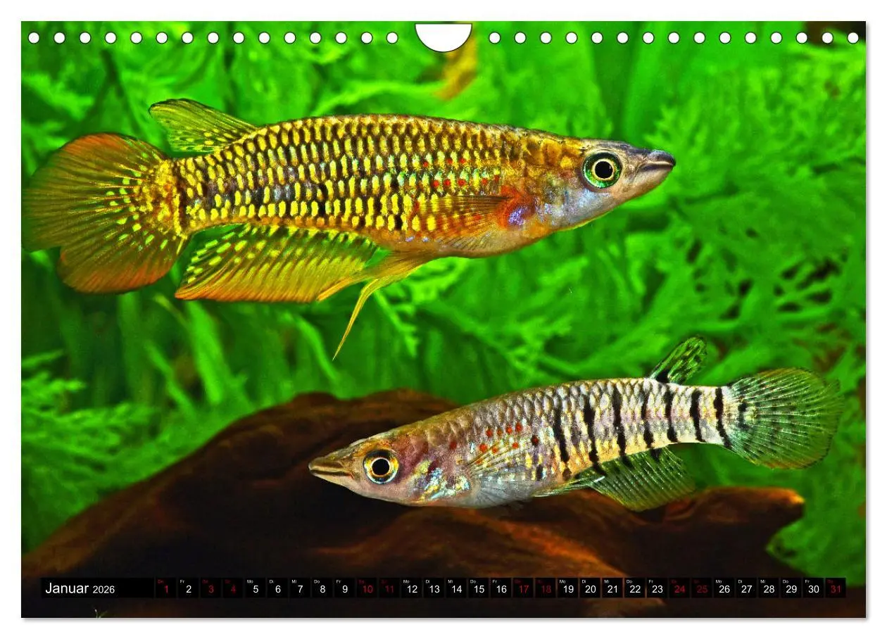 Bild: 9783457378656 | Beliebte Fische der Welt (Wandkalender 2026 DIN A4 quer), CALVENDO...