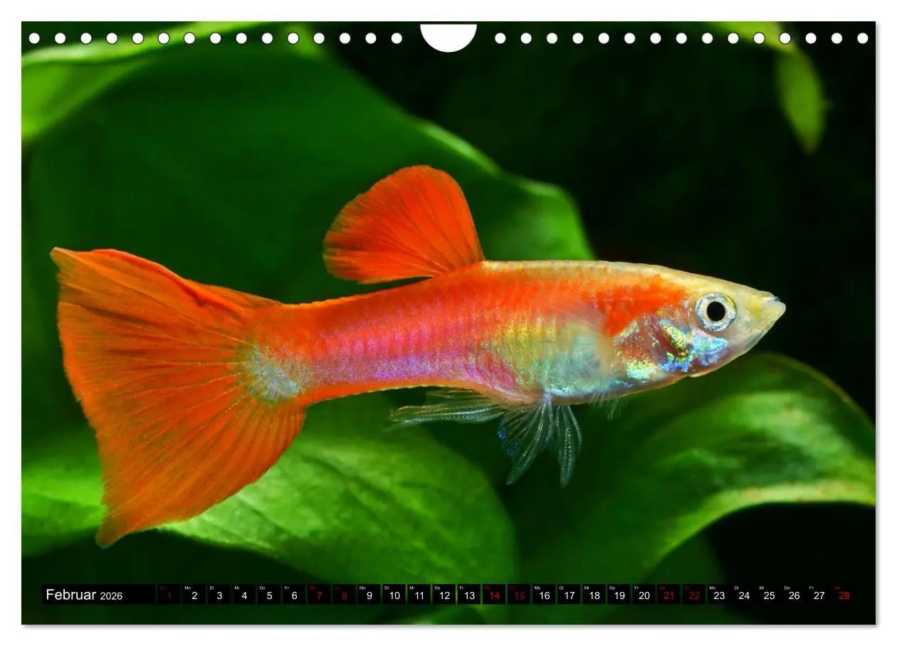 Bild: 9783457378656 | Beliebte Fische der Welt (Wandkalender 2026 DIN A4 quer), CALVENDO...