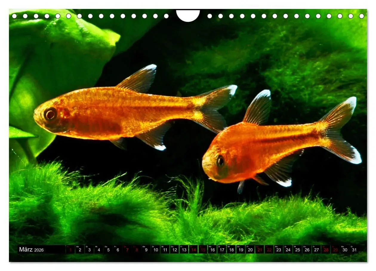 Bild: 9783457378656 | Beliebte Fische der Welt (Wandkalender 2026 DIN A4 quer), CALVENDO...