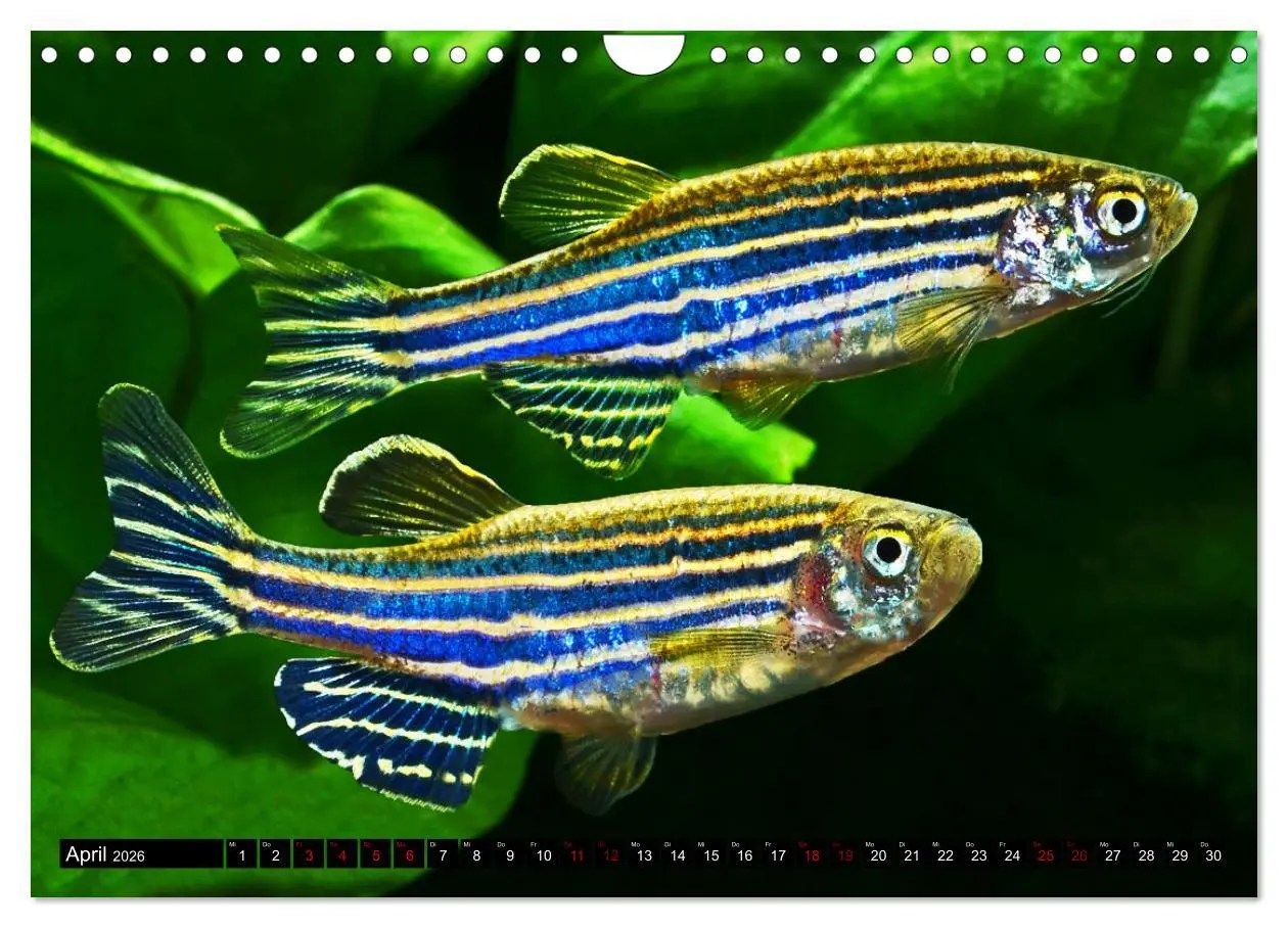 Bild: 9783457378656 | Beliebte Fische der Welt (Wandkalender 2026 DIN A4 quer), CALVENDO...