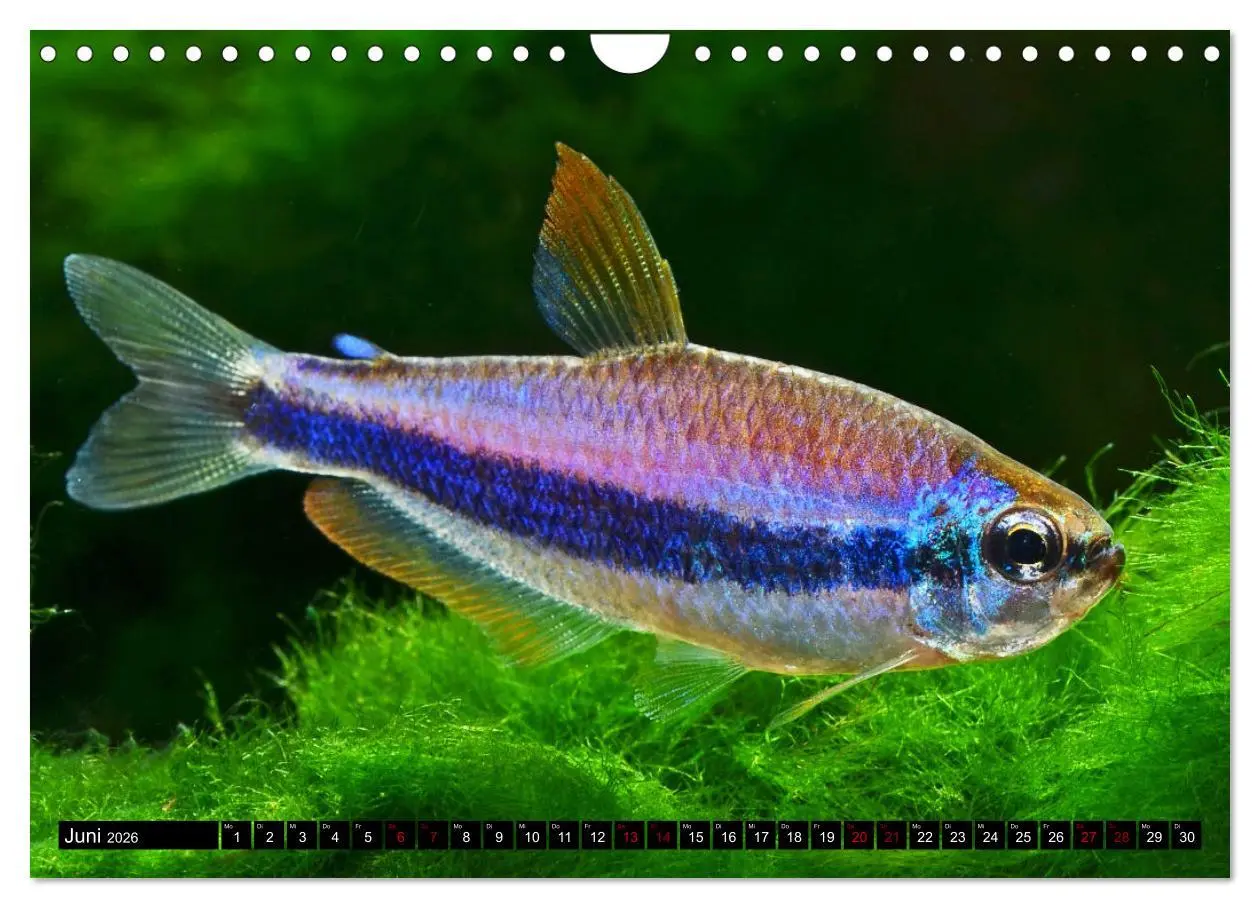 Bild: 9783457378656 | Beliebte Fische der Welt (Wandkalender 2026 DIN A4 quer), CALVENDO...