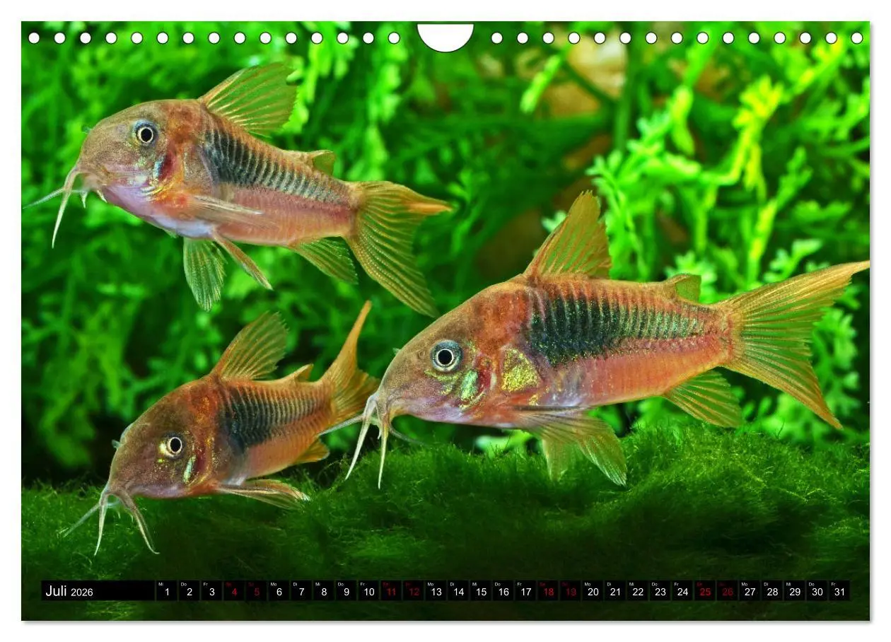 Bild: 9783457378656 | Beliebte Fische der Welt (Wandkalender 2026 DIN A4 quer), CALVENDO...