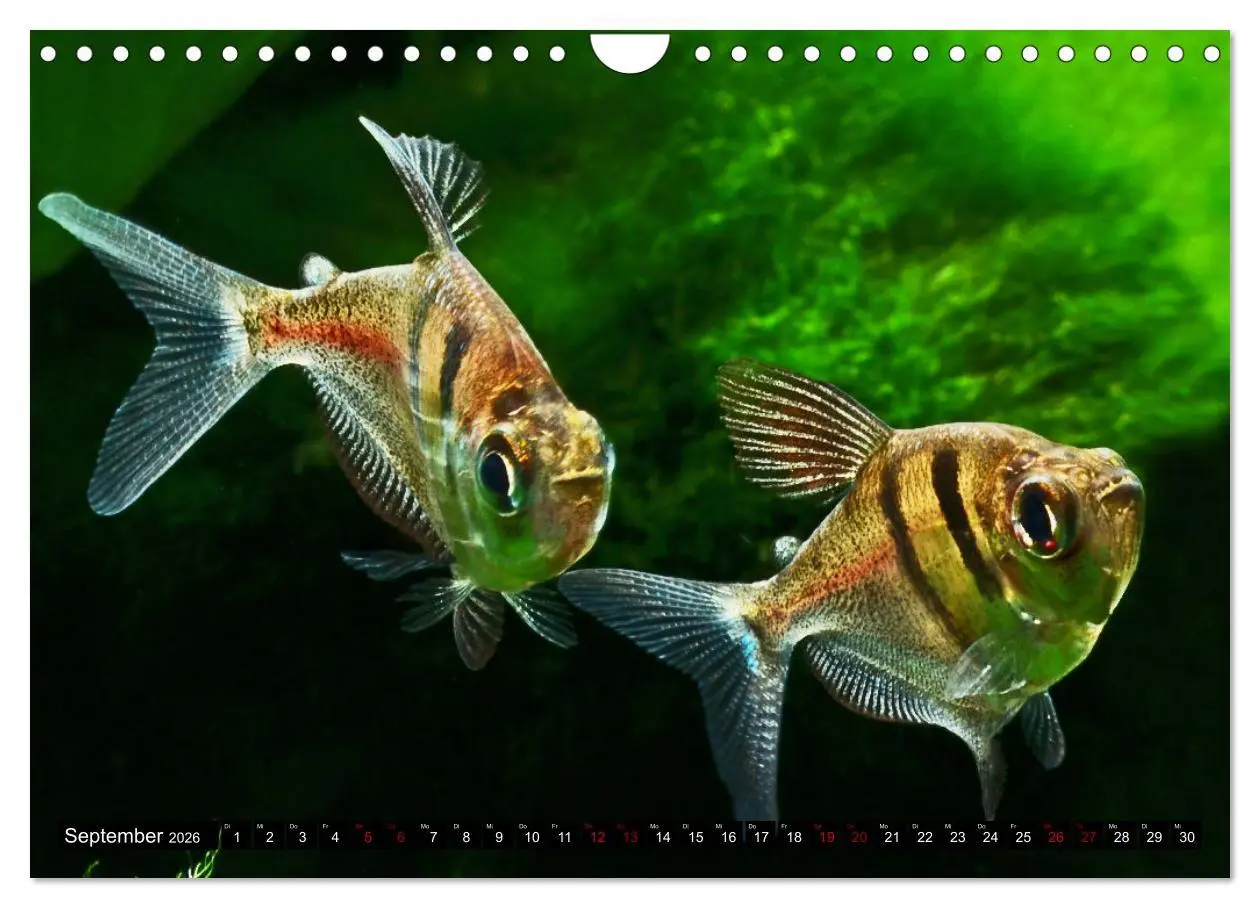 Bild: 9783457378656 | Beliebte Fische der Welt (Wandkalender 2026 DIN A4 quer), CALVENDO...