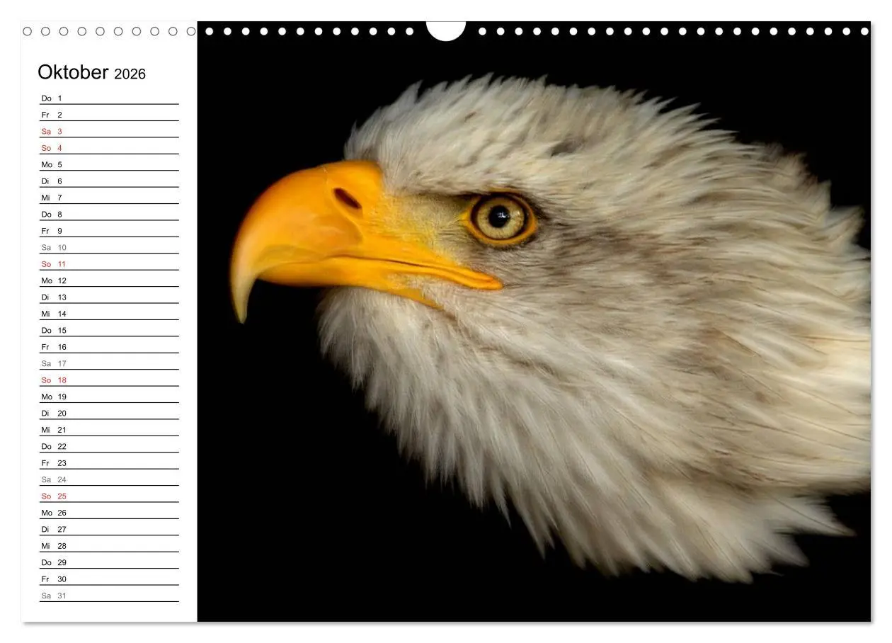 Bild: 9783457998656 | Der Weißkopfseeadler (Wandkalender 2026 DIN A3 quer), CALVENDO...