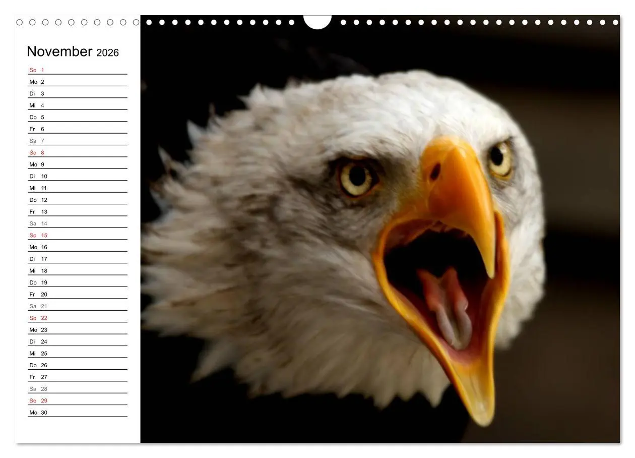 Bild: 9783457998656 | Der Weißkopfseeadler (Wandkalender 2026 DIN A3 quer), CALVENDO...