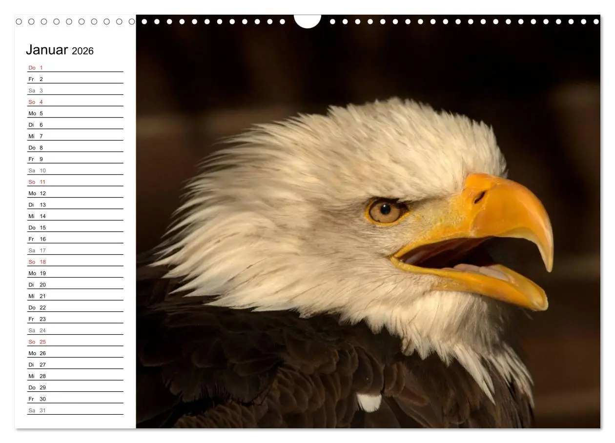 Bild: 9783457998656 | Der Weißkopfseeadler (Wandkalender 2026 DIN A3 quer), CALVENDO...