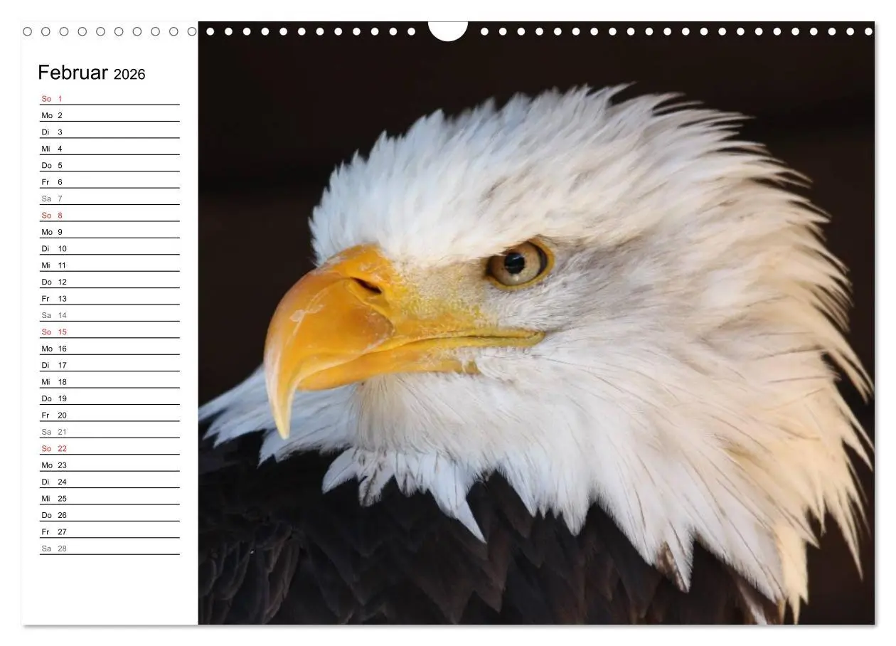 Bild: 9783457998656 | Der Weißkopfseeadler (Wandkalender 2026 DIN A3 quer), CALVENDO...
