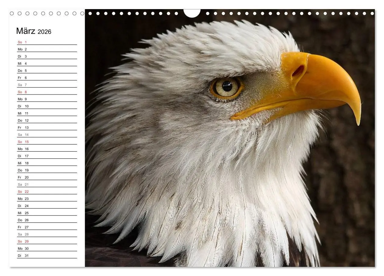Bild: 9783457998656 | Der Weißkopfseeadler (Wandkalender 2026 DIN A3 quer), CALVENDO...