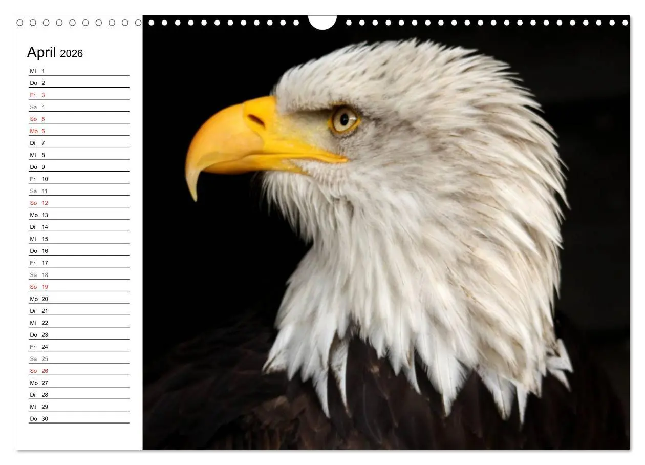 Bild: 9783457998656 | Der Weißkopfseeadler (Wandkalender 2026 DIN A3 quer), CALVENDO...