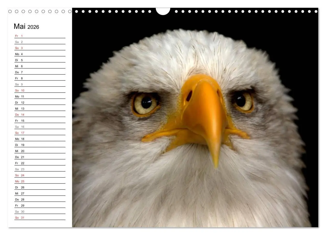 Bild: 9783457998656 | Der Weißkopfseeadler (Wandkalender 2026 DIN A3 quer), CALVENDO...