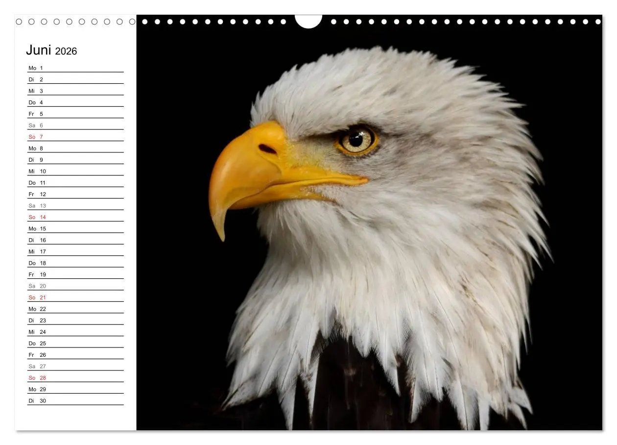 Bild: 9783457998656 | Der Weißkopfseeadler (Wandkalender 2026 DIN A3 quer), CALVENDO...