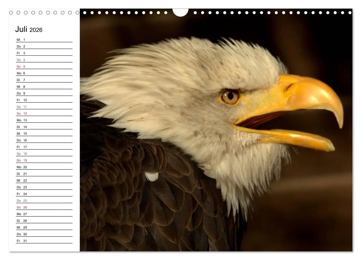 Bild: 9783457998656 | Der Weißkopfseeadler (Wandkalender 2026 DIN A3 quer), CALVENDO...
