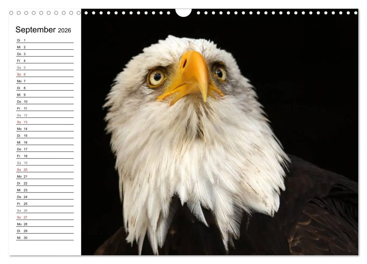 Bild: 9783457998656 | Der Weißkopfseeadler (Wandkalender 2026 DIN A3 quer), CALVENDO...