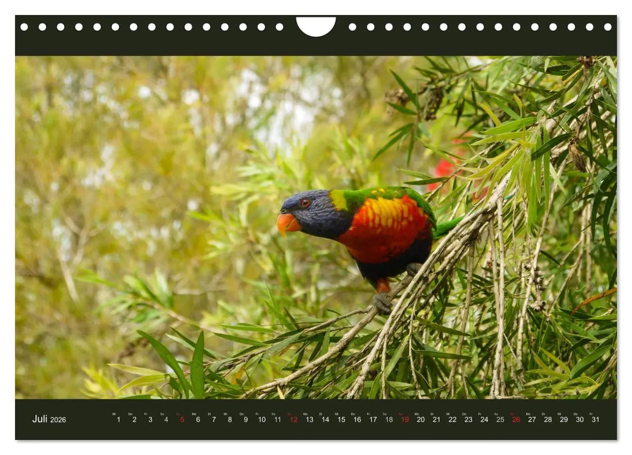 Bild: 9783516228656 | Australien - Farbige Vielfalt (Wandkalender 2026 DIN A4 quer),...