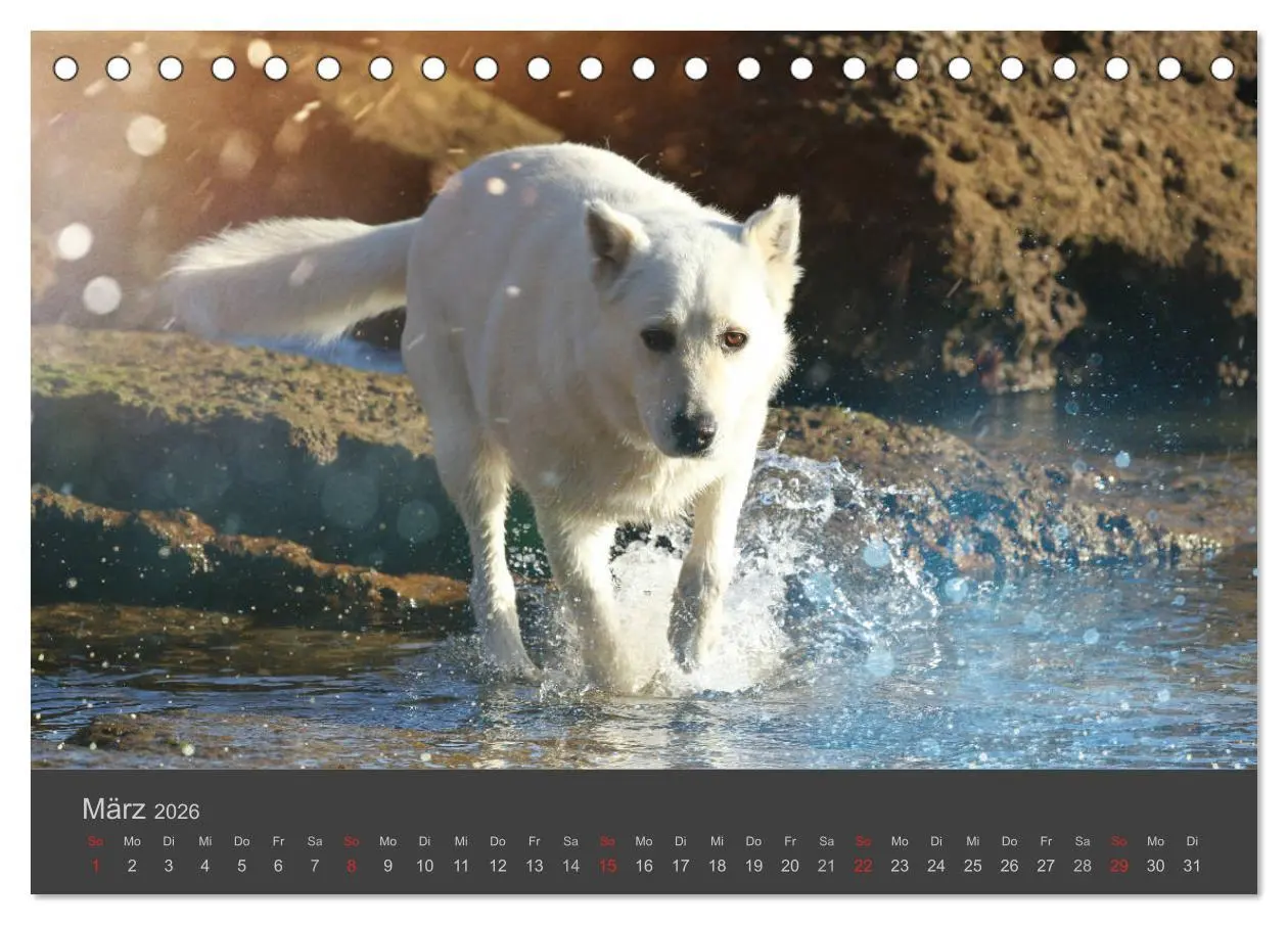 Bild: 9783457818756 | HUNDE LEBEN IST BUNT (Tischkalender 2026 DIN A5 quer), CALVENDO...