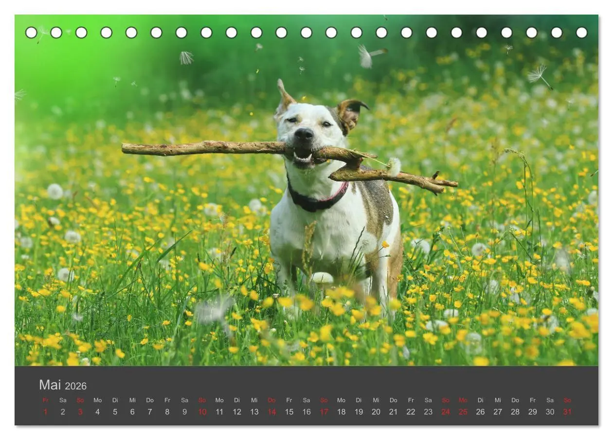 Bild: 9783457818756 | HUNDE LEBEN IST BUNT (Tischkalender 2026 DIN A5 quer), CALVENDO...