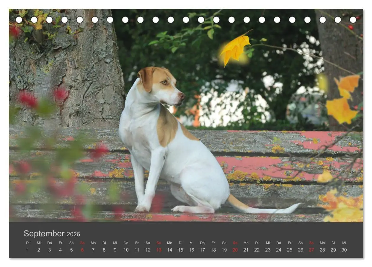 Bild: 9783457818756 | HUNDE LEBEN IST BUNT (Tischkalender 2026 DIN A5 quer), CALVENDO...