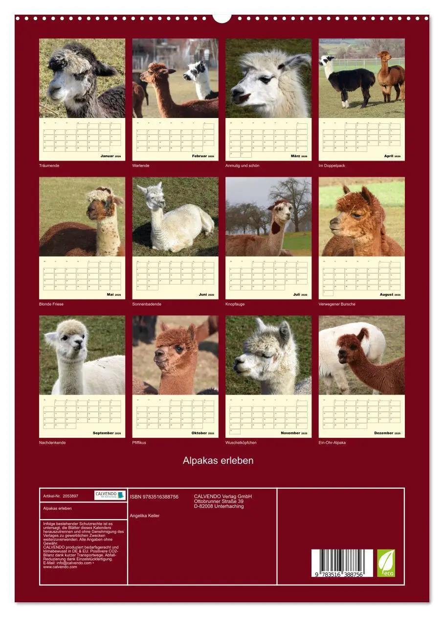 Bild: 9783516388756 | Alpakas erleben (hochwertiger Premium Wandkalender 2026 DIN A2...