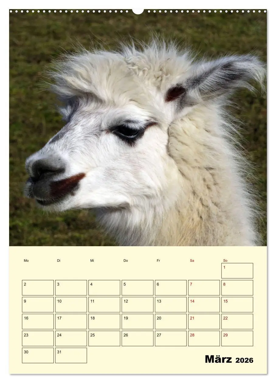 Bild: 9783516388756 | Alpakas erleben (hochwertiger Premium Wandkalender 2026 DIN A2...