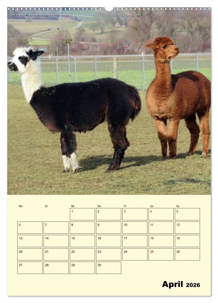Bild: 9783516388756 | Alpakas erleben (hochwertiger Premium Wandkalender 2026 DIN A2...