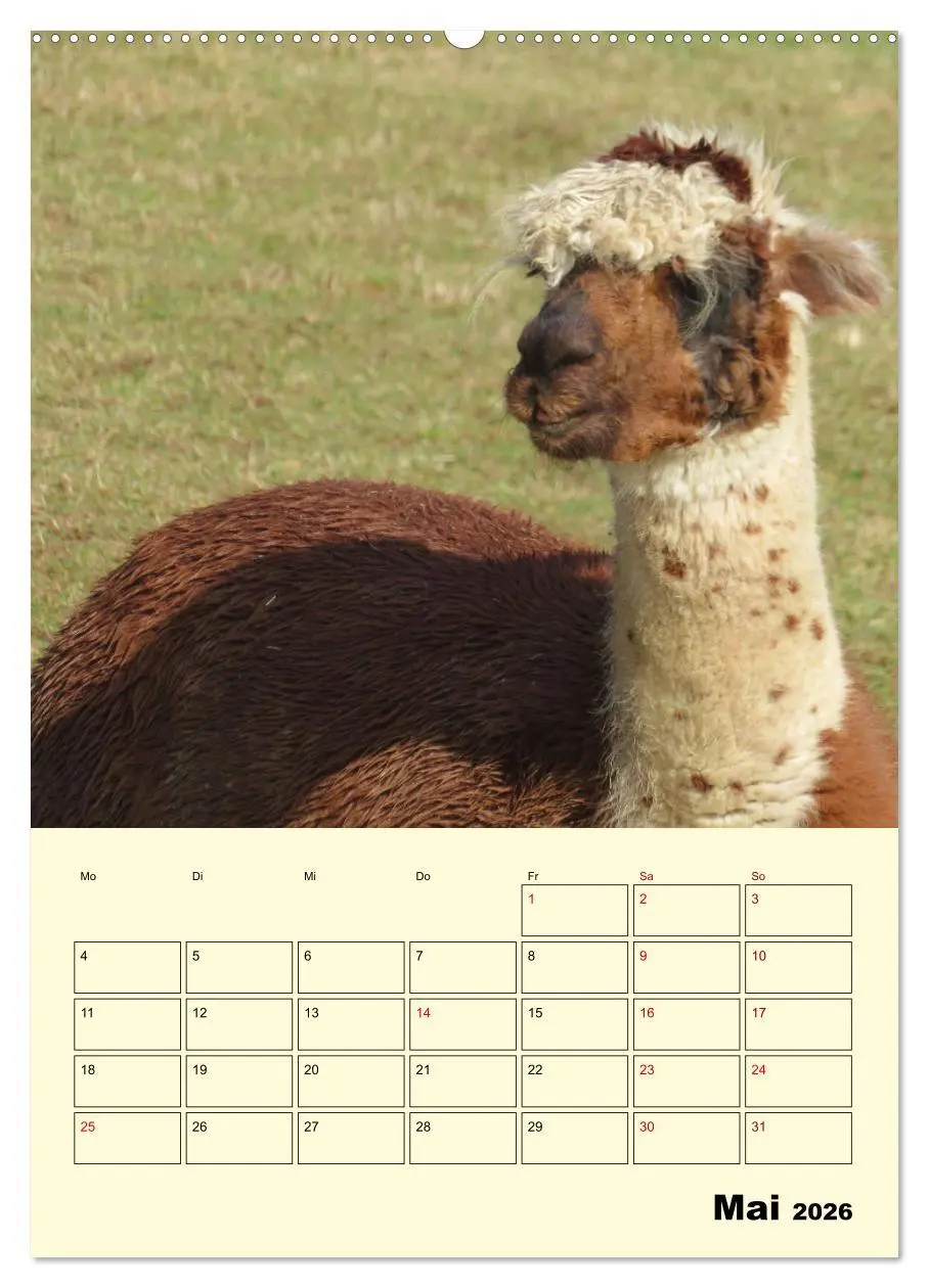 Bild: 9783516388756 | Alpakas erleben (hochwertiger Premium Wandkalender 2026 DIN A2...