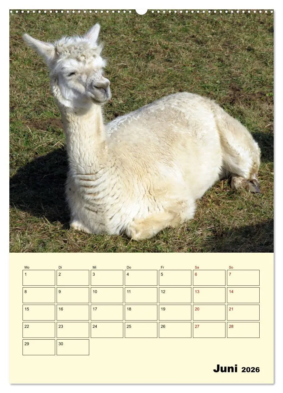 Bild: 9783516388756 | Alpakas erleben (hochwertiger Premium Wandkalender 2026 DIN A2...