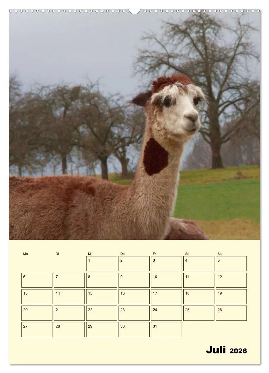 Bild: 9783516388756 | Alpakas erleben (hochwertiger Premium Wandkalender 2026 DIN A2...