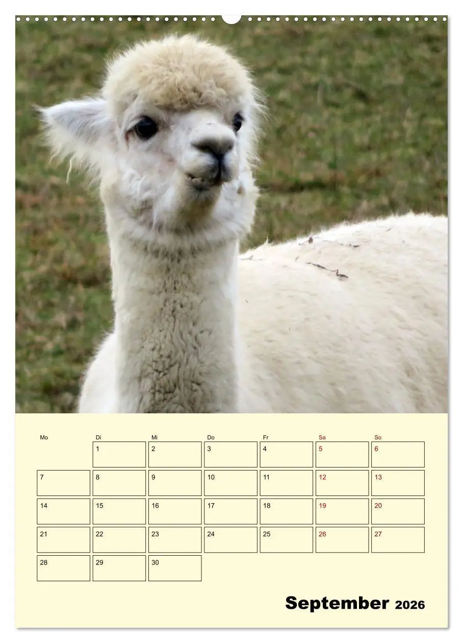 Bild: 9783516388756 | Alpakas erleben (hochwertiger Premium Wandkalender 2026 DIN A2...