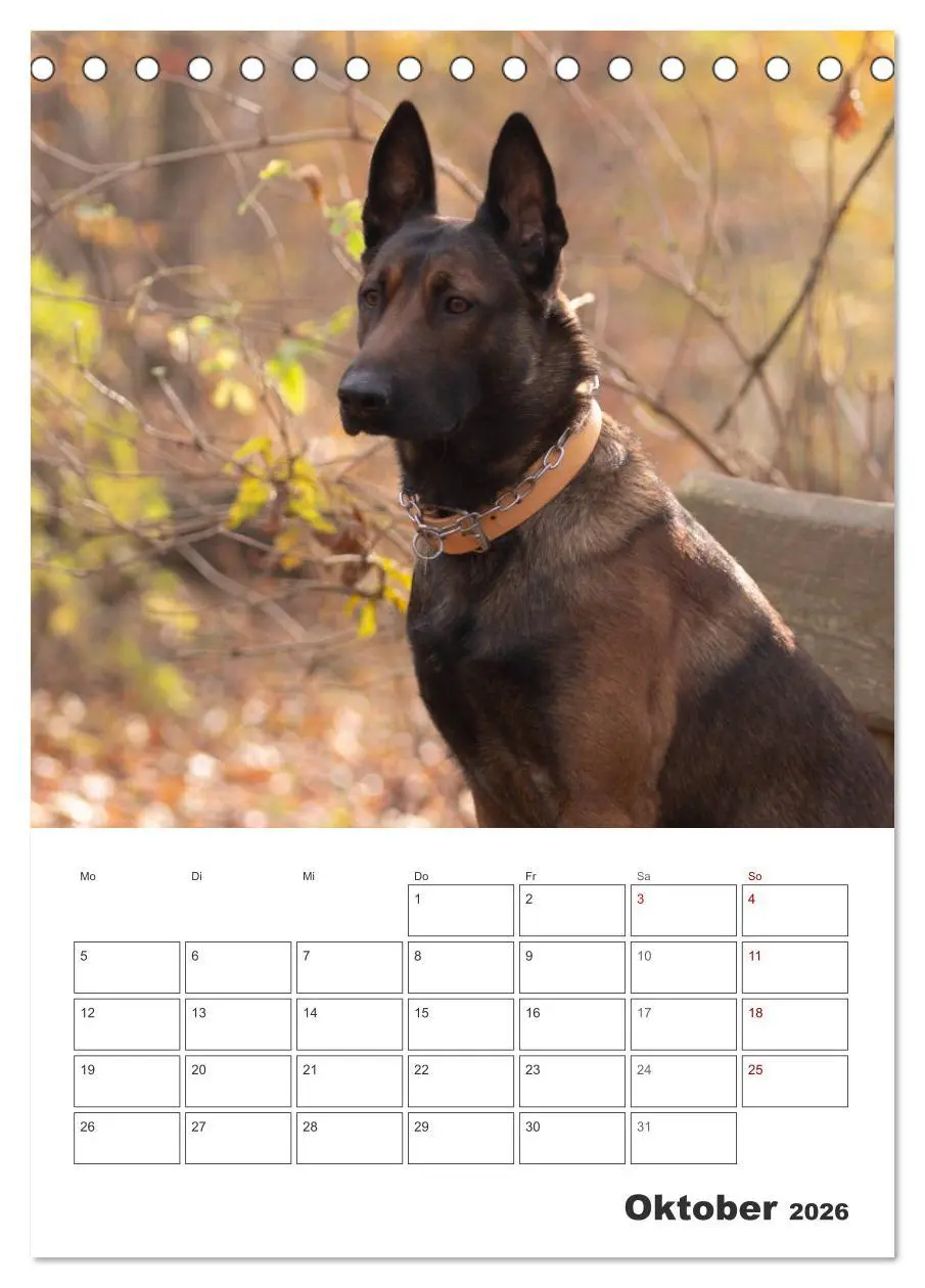 Bild: 9783516378856 | Malinois Power auf vier Pfoten (Tischkalender 2026 DIN A5 hoch),...