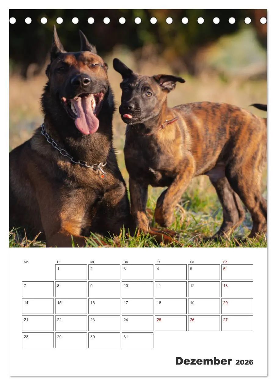 Bild: 9783516378856 | Malinois Power auf vier Pfoten (Tischkalender 2026 DIN A5 hoch),...