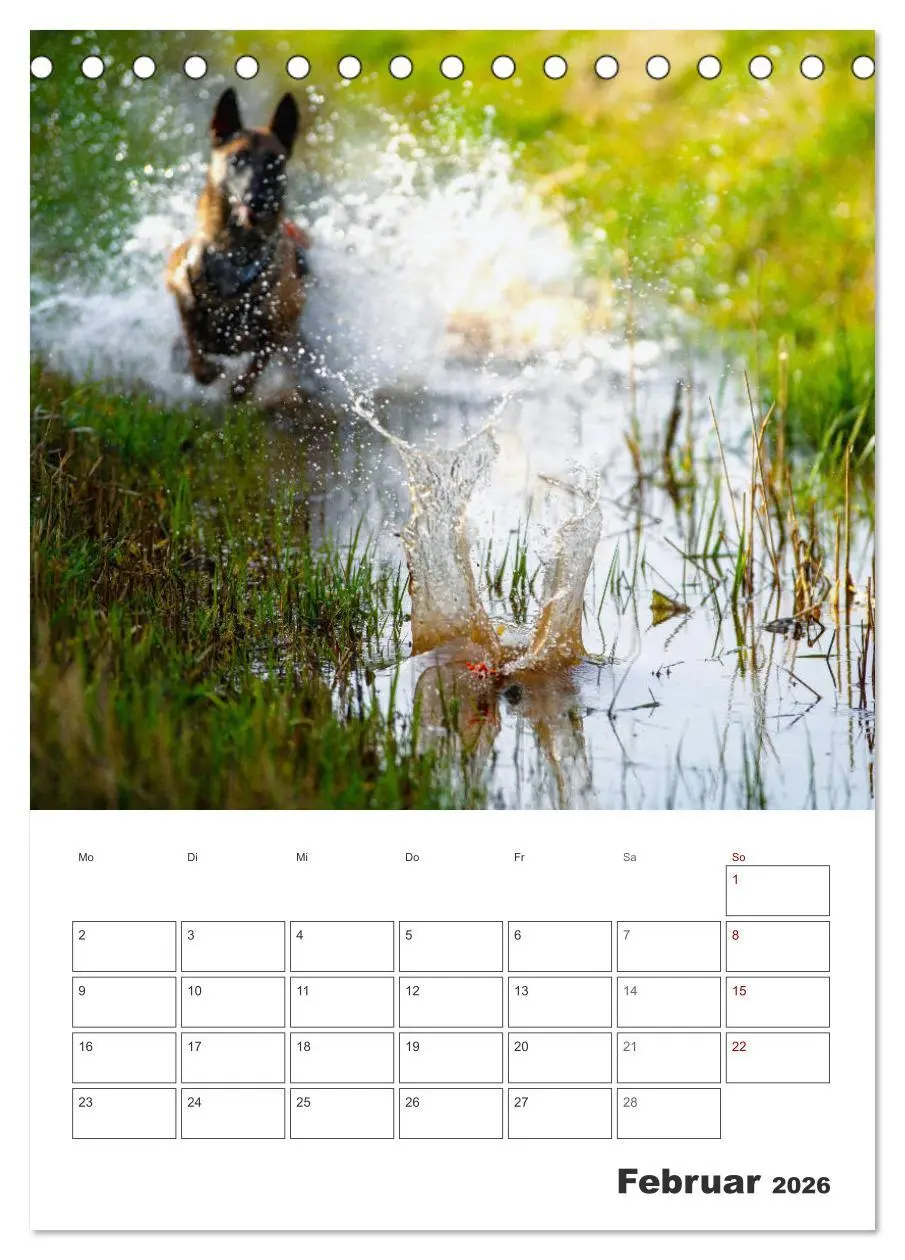 Bild: 9783516378856 | Malinois Power auf vier Pfoten (Tischkalender 2026 DIN A5 hoch),...