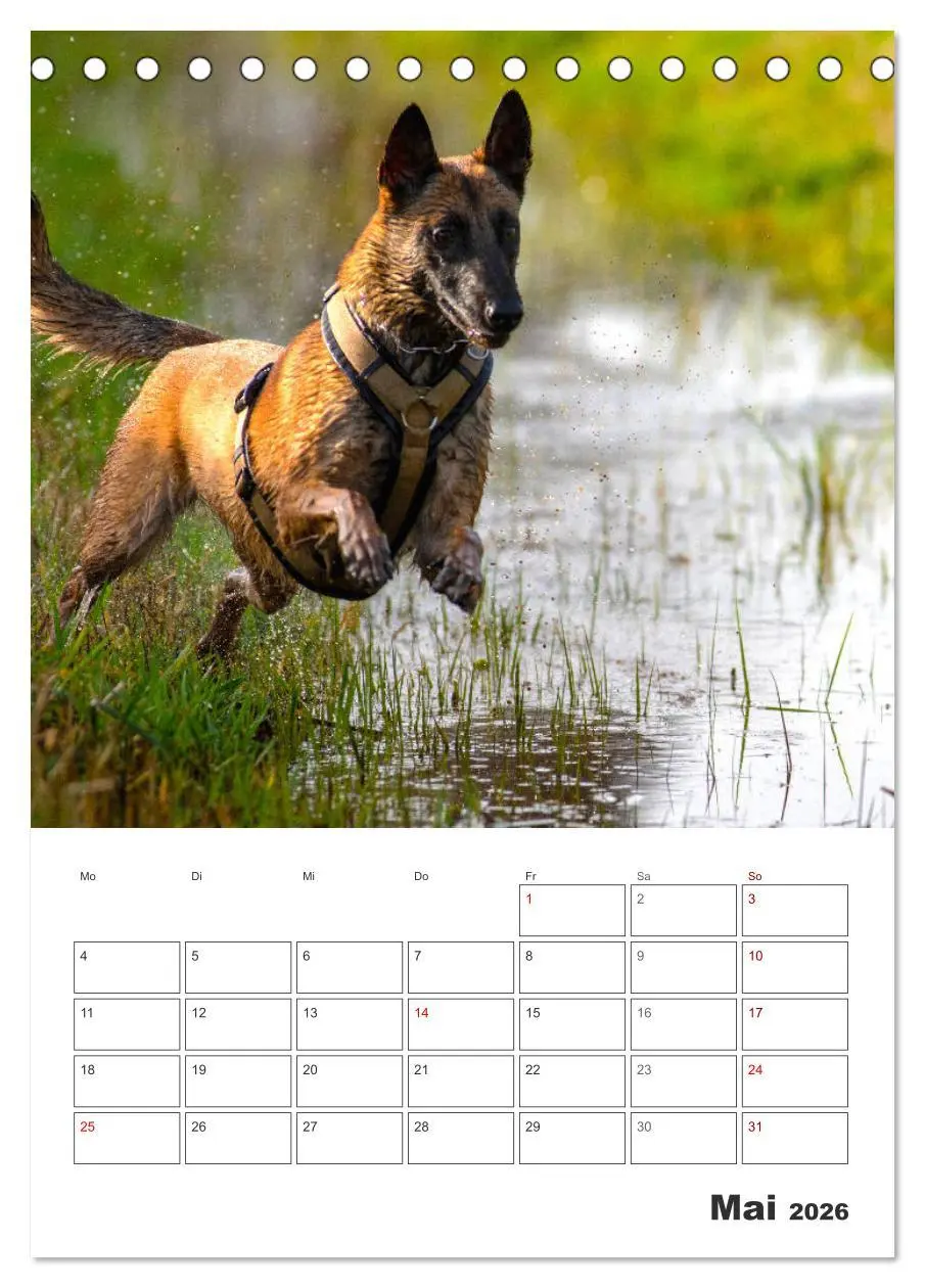 Bild: 9783516378856 | Malinois Power auf vier Pfoten (Tischkalender 2026 DIN A5 hoch),...